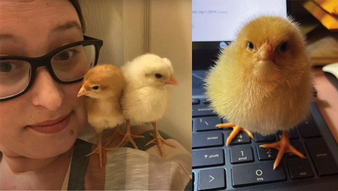 Baby chicks hatching in teachers home shared with students during COVID